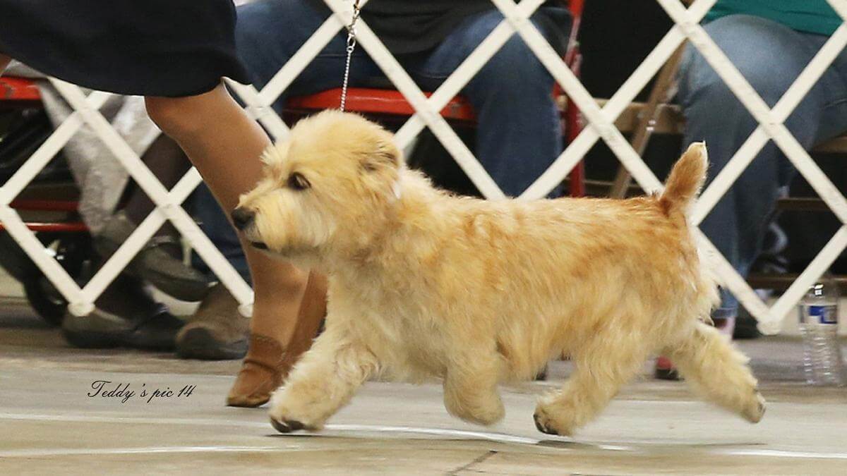 Glen of Imaal Terrier