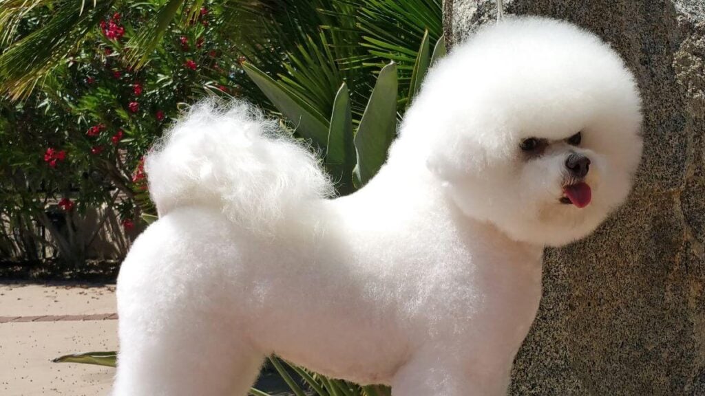 Holly hock Bichon