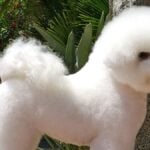 Holly hock Bichon