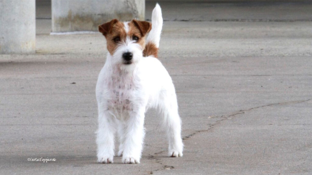Russell Terrier