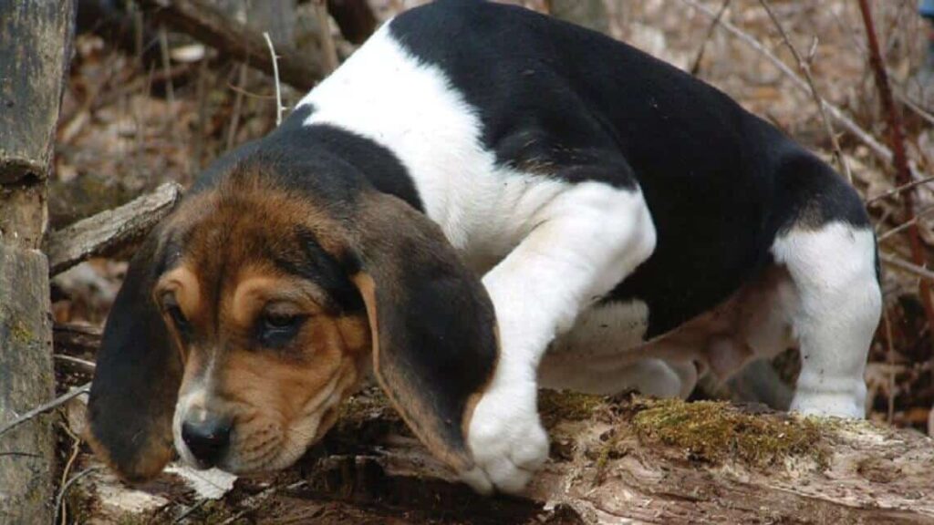 Treeing Walker Coonhound puppy