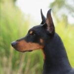 Doberman Pinscher