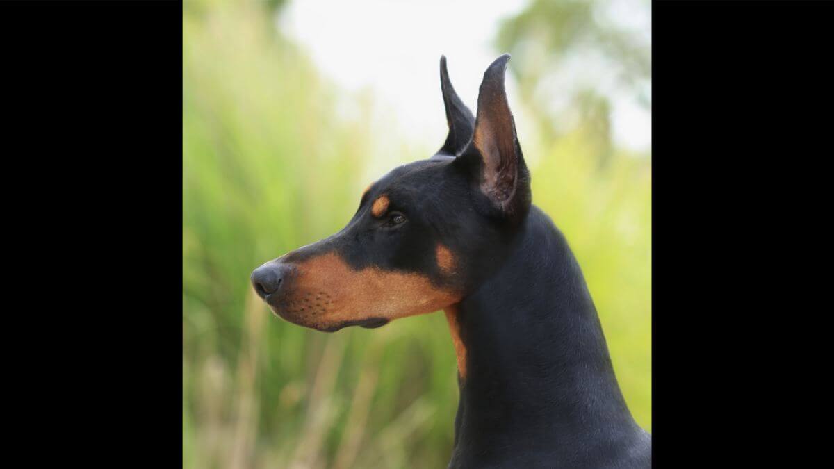 Doberman Pinscher