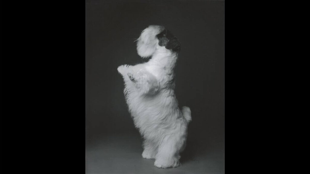 Sealyham Terrier