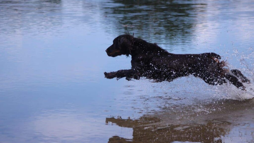 Field Spaniel
