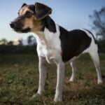 Danish-Swedish Farmdog