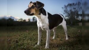 Danish-Swedish Farmdog