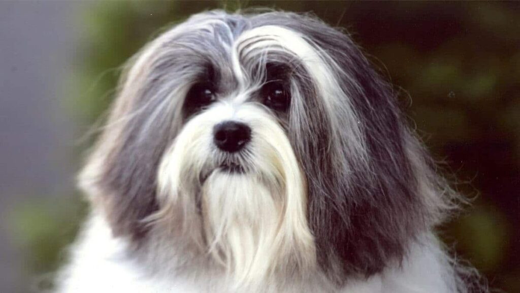 Outstanding-example-of-a-Lowchen-head