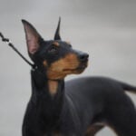 Manchester Terrier