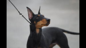 Manchester Terrier