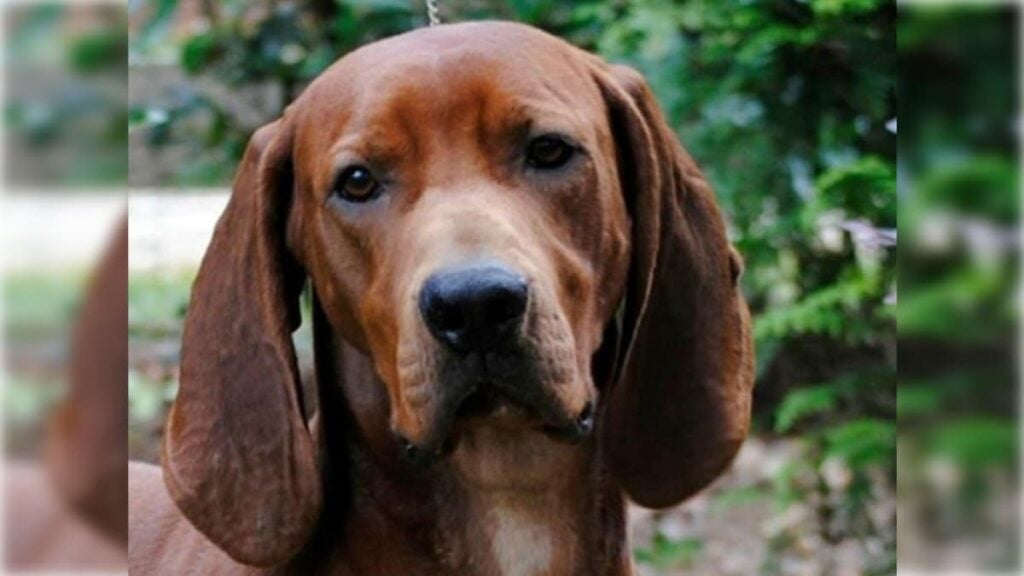 Redbone Coonhound head photo