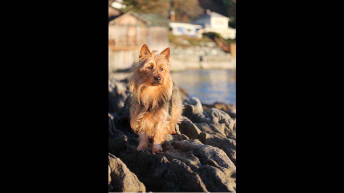 Australian Terrier