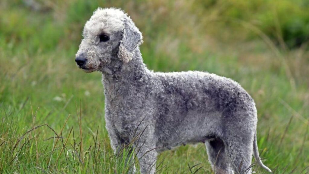 Bedlington Terrier