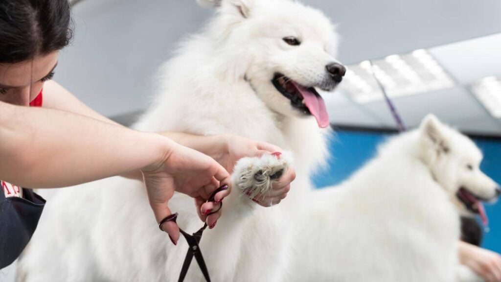 A female groomer erases a Samoyed dog with scissors. A big dog in a barber shop