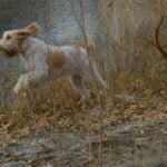 Spinone Italiano