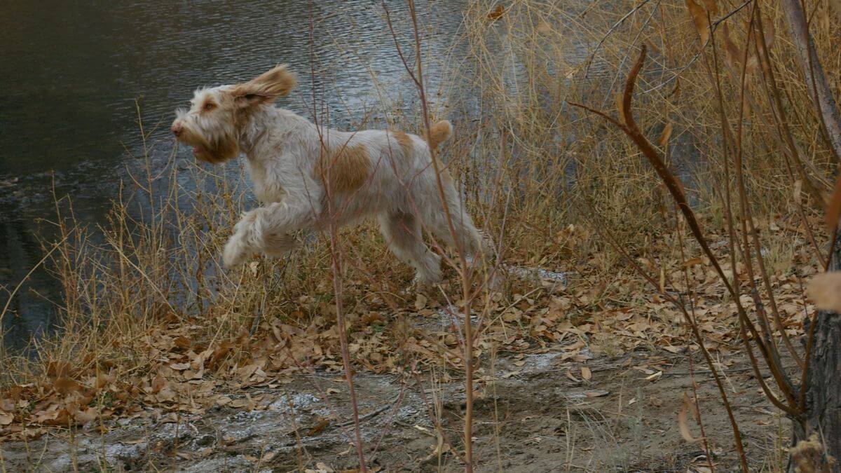 Spinone Italiano