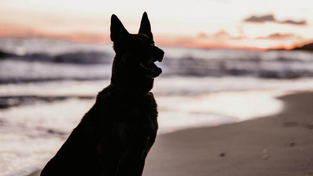 Backlit dog playing on the shore of the beach.