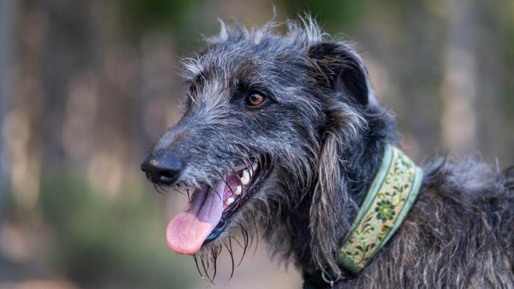 A closeup shot of a Scottish deerhound