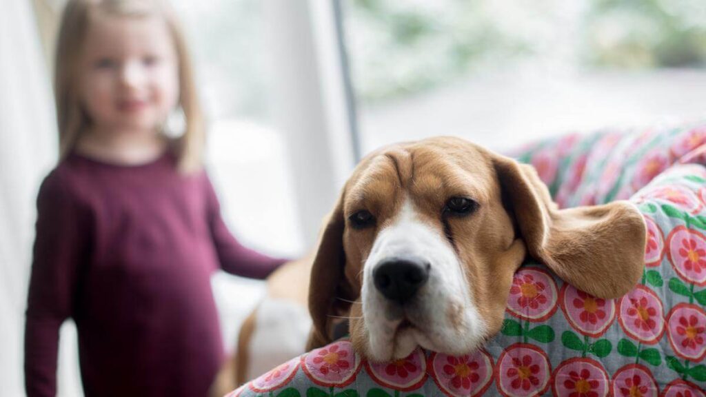 Cute Beagle dog and girl