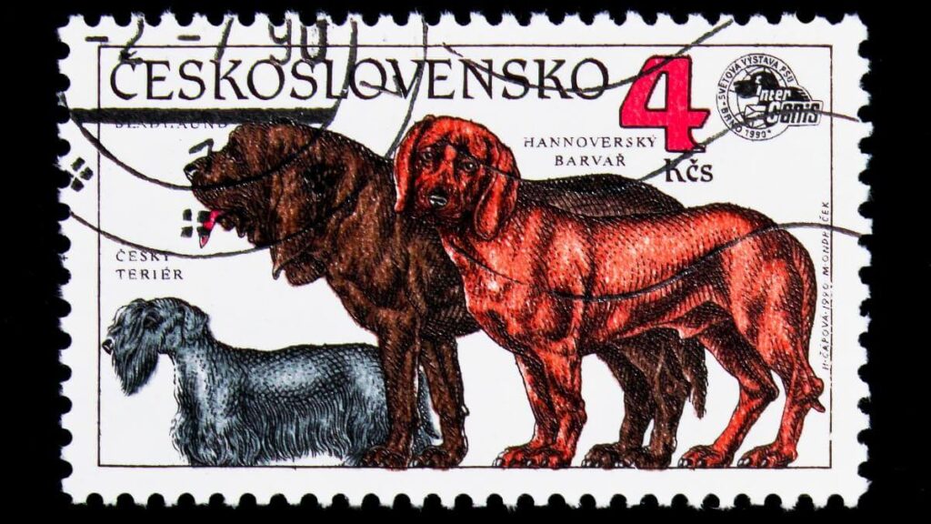 MOSCOW, RUSSIA - NOVEMBER 26, 2017: A stamp printed in Czechoslovakia shows Cesky Terrier, Bloodhound, Hanoverian Hound (Canis lupus familiaris), World Dogs Exhibition serie, circa 1990