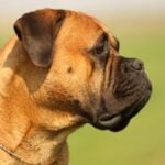 Bullmastiff Portrait. Beautiful Close Up Shot from Bullmastiff Female with nice expression in head.