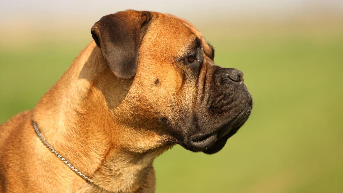 Bullmastiff Portrait. Beautiful Close Up Shot from Bullmastiff Female with nice expression in head.