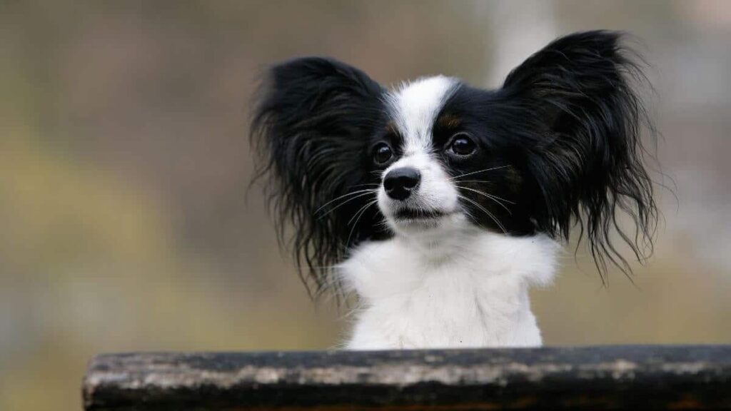 Close-up of Papillon. Papillon sitting on a park bench