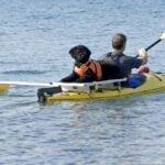 Portuguese Water Dog on Yellow Kayak. A kayak equipped with a special platform and outrigger allows man s best friend to join in on a day of kayaking. This Portuguese Water dog is a good swimmer and was bred to work alongside fishermen in the Atlantic off the coast of Portugal.