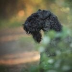 Male black kerry blue terrier dog posing in the rays of the setting sun against dark forest background.