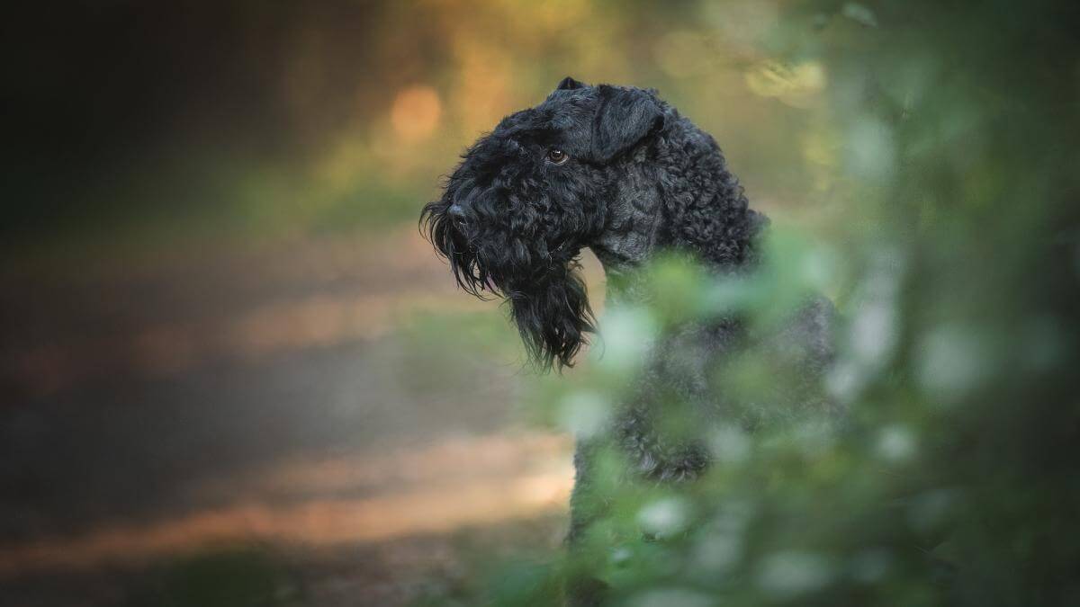 Male black kerry blue terrier dog posing in the rays of the setting sun against dark forest background.