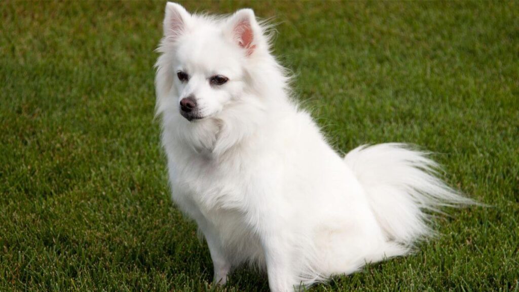 Mini American Eskimo Dog. Miniature American Eskimo Dog sitting in grass