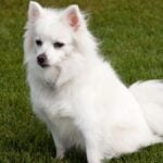 Mini American Eskimo Dog. Miniature American Eskimo Dog sitting in grass