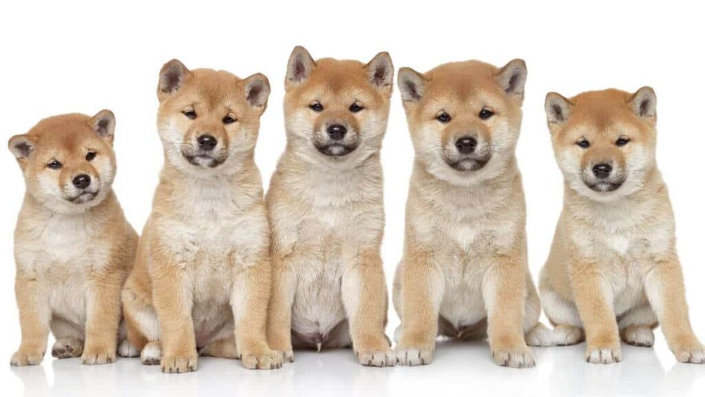 Shiba inu puppies portrait on a white background