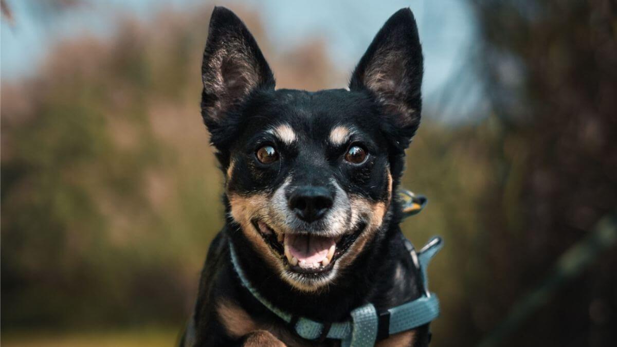 A vertical closeup shot of a Lancashire Heeler dog breed jumping over a wooden stick in a garden