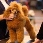 Handler Puts a small peach poodle on show for inspection by a dog specialist.