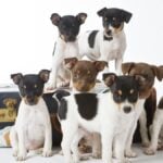 Seven Rat Terrier Puppies playing on a suitcase.