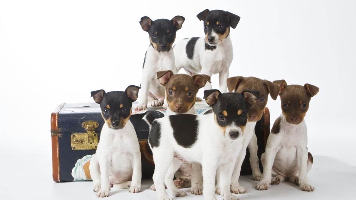 Seven Rat Terrier Puppies playing on a suitcase.