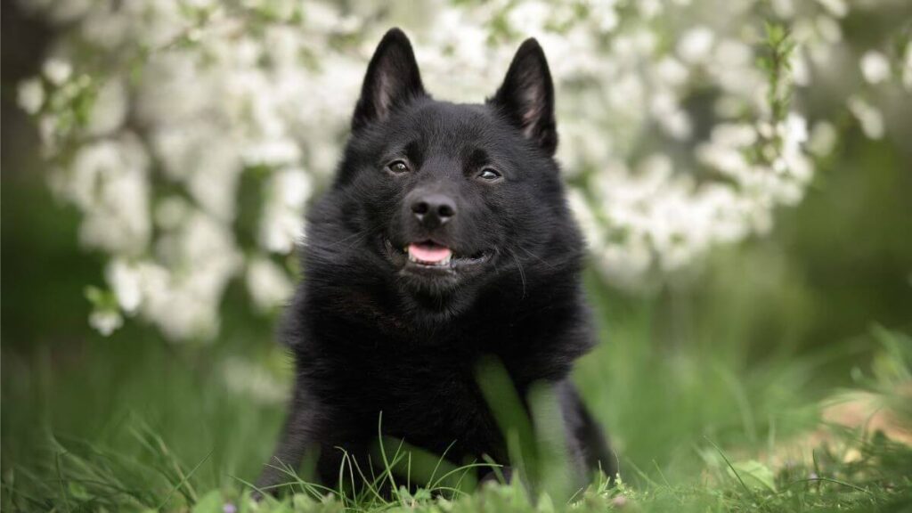Happy schipperke dog lying down outdoors. schipperke dog lying down outdoors in summer,close up portrait
