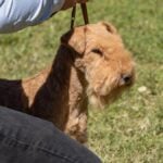 Lakeland Terrier held with leash by the hand of its owner. Lakeland Terrier purebred dog held with leash by the hand of its owner