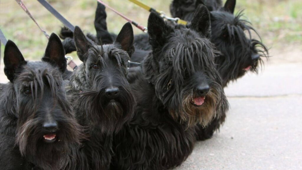 Scottish terrier familyon the walk