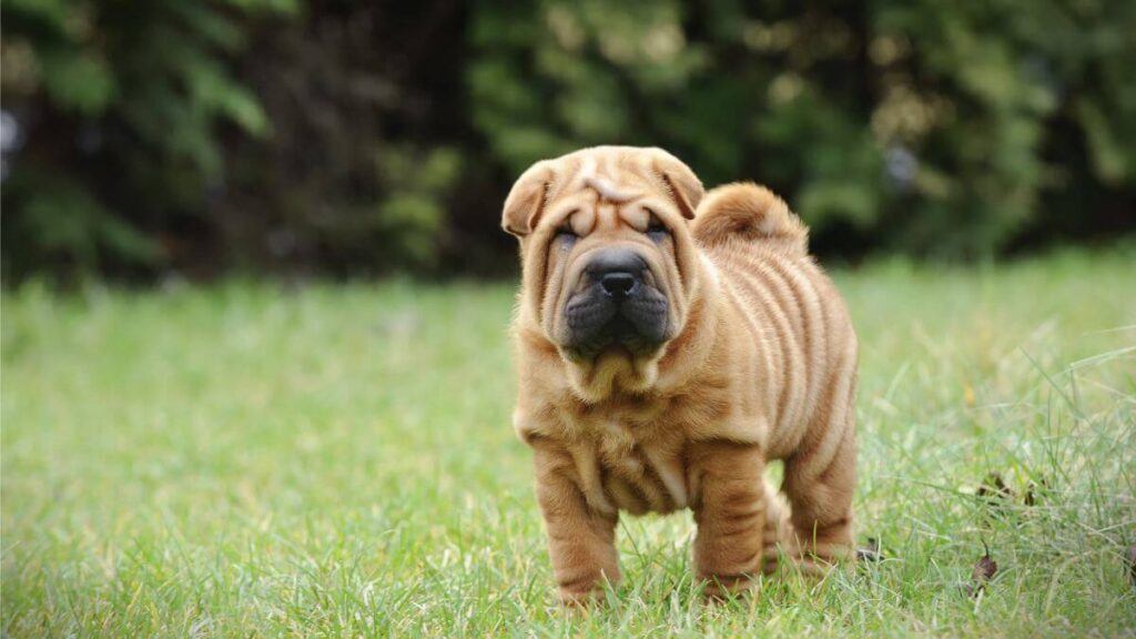Chinese Shar pei puppy portrait at garden