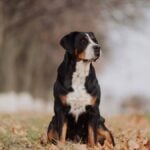 Big beautiful dog Greater Swiss Mountain Dog