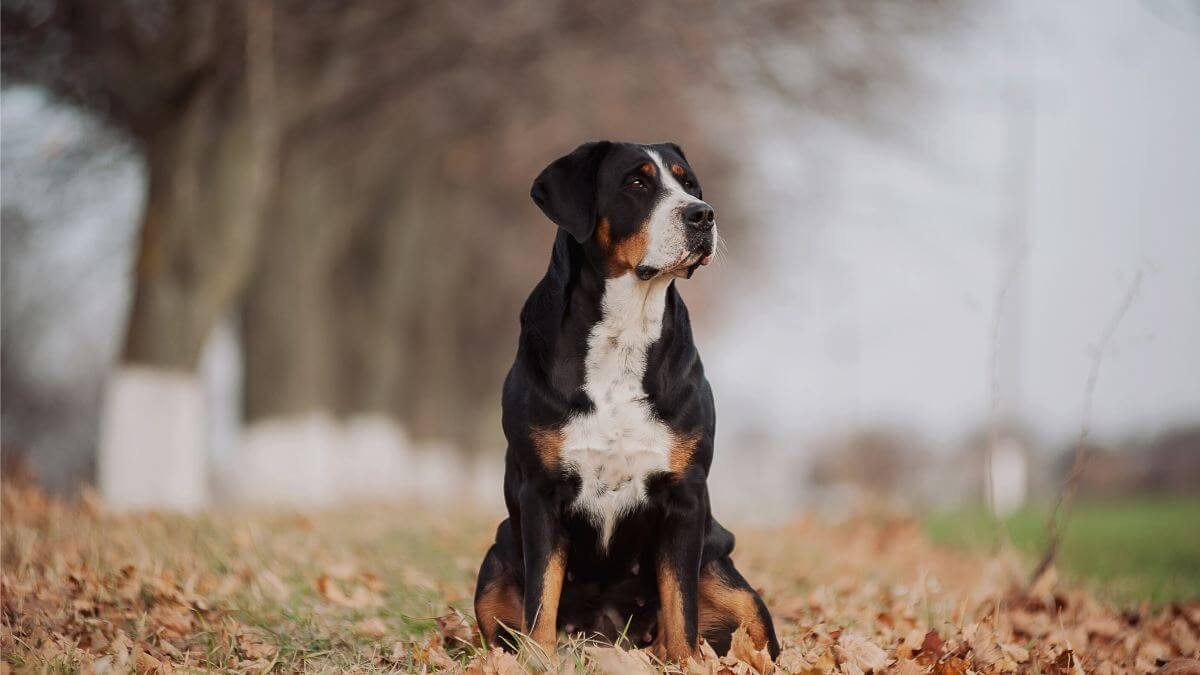 Big beautiful dog Greater Swiss Mountain Dog