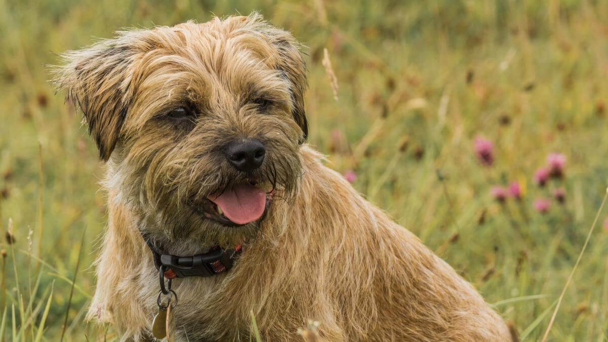 Border Terrier Dog In The Long Grass, A Grizzle Border Terrier Pet Dog