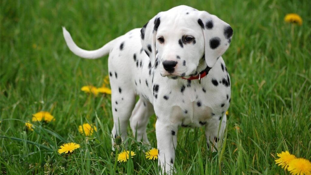 Young and nice dalmatian puppy dog