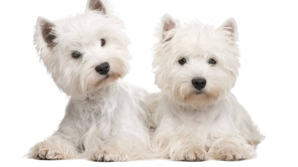 West Highland White Terrier in front of a white background