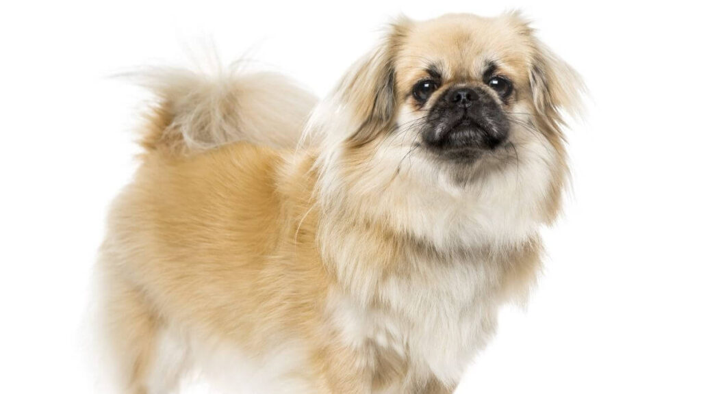 Tibetan Spaniel standing, , 2 years old.