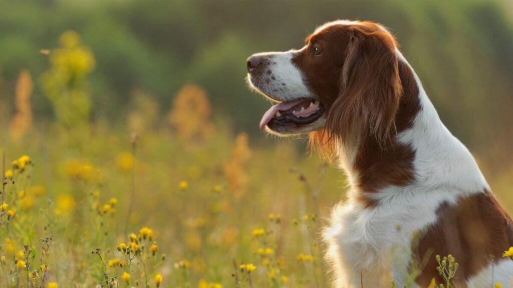 Dog portrait, irish red and white setter on golden sunset background, outdoors, horizontal