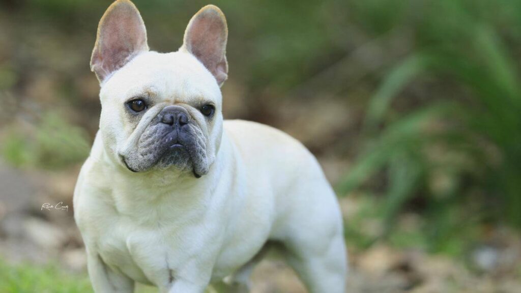 French Bulldog