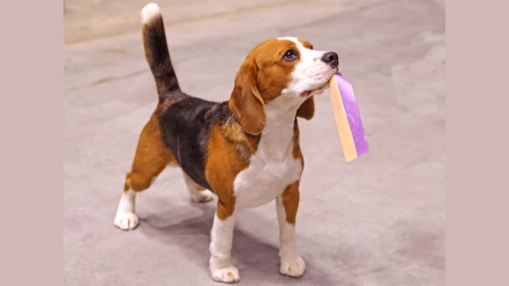 Beagle